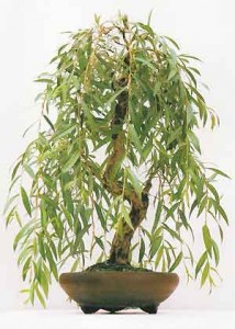 Weeping Willow Bonsai Tree - Species Guide | BonsaiDojo - Bonsai Tree