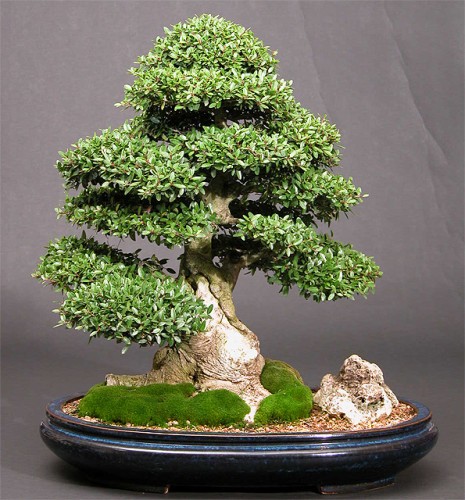 How Much Does a Fully-Grown Bonsai Tree Cost: Ultimate Guide